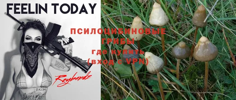 Галлюциногенные грибы Magic Shrooms  где можно купить   Железногорск 